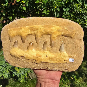 Mosasaurus Kiefer Prognathodon mit originalen Zähnen (Präpariert) – Fossil aus Marokko - 22x15cm - Nr. 38