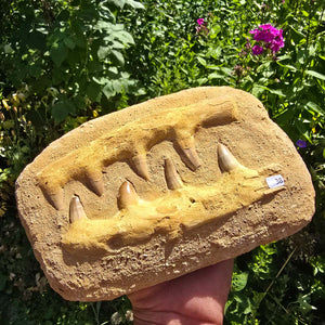 Mosasaurus Kiefer Prognathodon mit originalen Zähnen (Präpariert) – Fossil aus Marokko - 22x15cm - Nr. 38