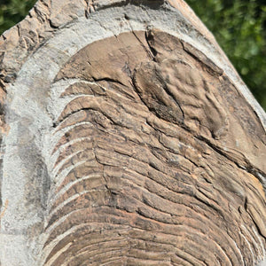 Echter Trilobit Fossil auf Matrix – Naturfund aus Marokko - handpräpariert - 23x19cm - Nr. 38