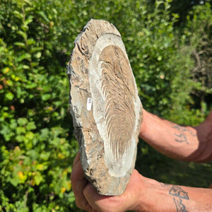 Echter Trilobit Fossil auf Matrix – Naturfund aus Marokko - handpräpariert - 23x19cm - Nr. 38