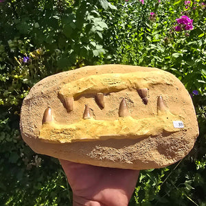 Mosasaurier Kiefer mit originalen Zähnen (Präpariert) – Fossil aus Marokko - 28x17cm - Nr. 84