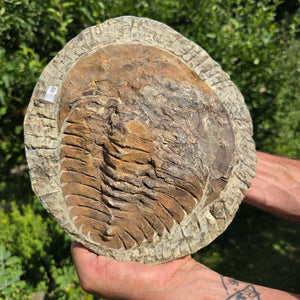 Echter Trilobit Fossil auf Matrix – Naturfund aus Marokko - handpräpariert - 23x22cm - Nr. 39