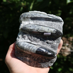 Orthoceras Fossil – 19x13cm geschliffene Platte aus Marokko - Nr. 39