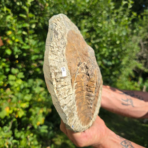 Echter Trilobit Fossil auf Matrix – Naturfund aus Marokko - handpräpariert - 23x22cm - Nr. 39
