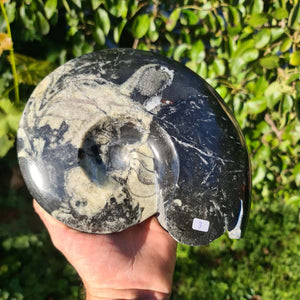 Ammonit - Echtes versteinertes Fossil - 100 Millionen Jahre alt - 21x17 cm - NR. 42