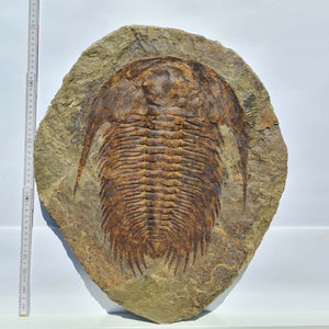 Echter Trilobit Fossil auf Matrix – Naturfund aus Marokko - handpräpariert - 50x43cm - Nr. 3