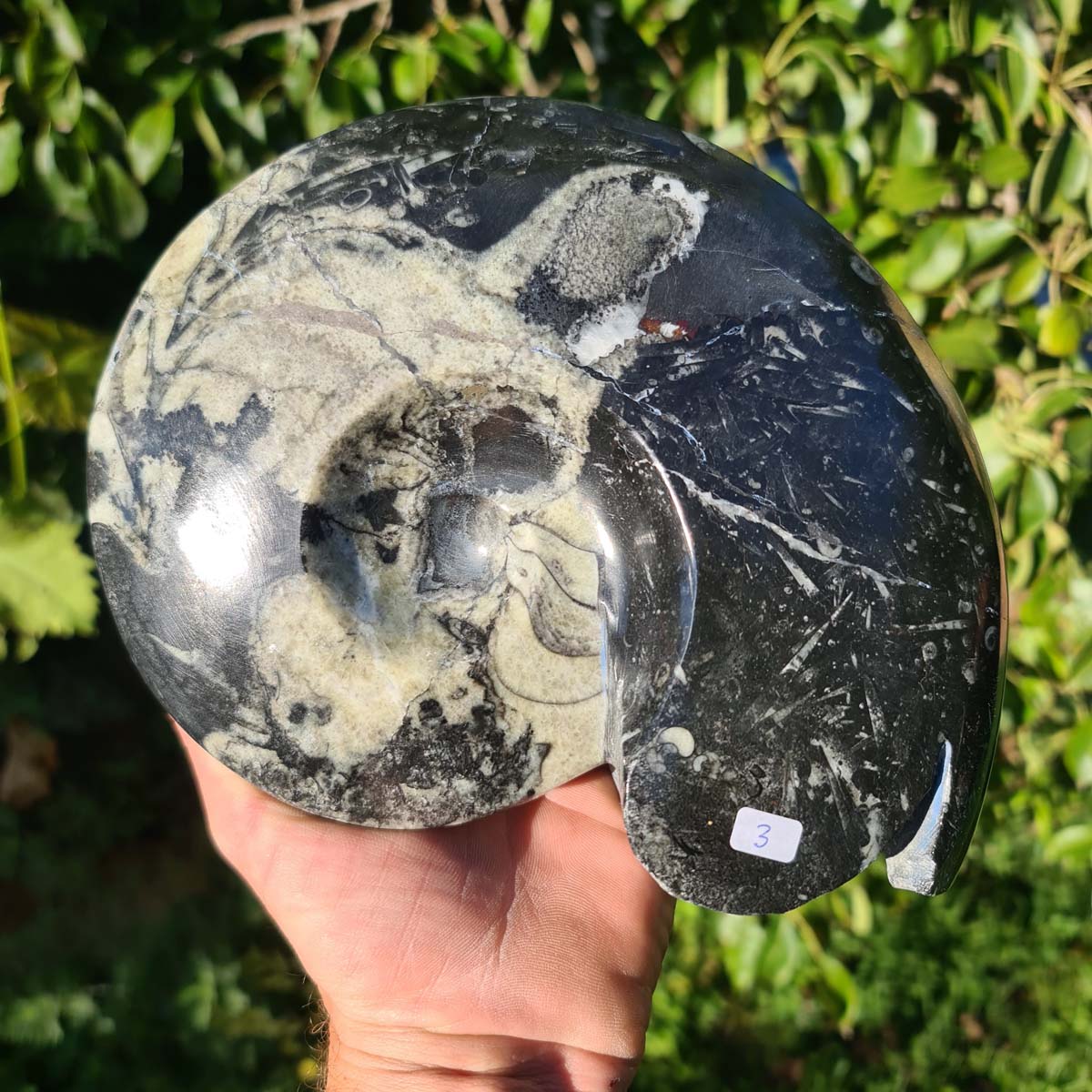 Ammonit - Echtes versteinertes Fossil - 100 Millionen Jahre alt - 21x17 cm - NR. 42