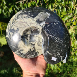 Ammonit - Echtes versteinertes Fossil - 100 Millionen Jahre alt - 21x17 cm - NR. 42