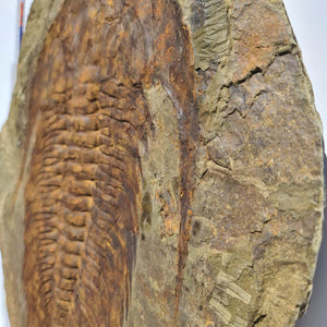 Echter Trilobit Fossil auf Matrix – Naturfund aus Marokko - handpräpariert - 50x43cm - Nr. 3