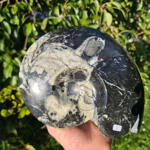 Ammonit - Echtes versteinertes Fossil - 100 Millionen Jahre alt - 21x17 cm - NR. 42