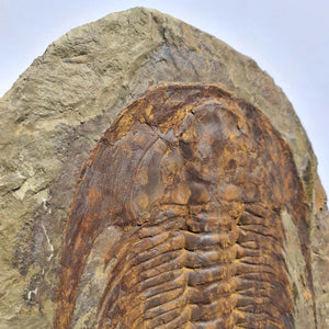 Echter Trilobit Fossil auf Matrix – Naturfund aus Marokko - handpräpariert - 50x43cm - Nr. 3