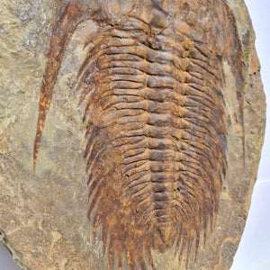 Echter Trilobit Fossil auf Matrix – Naturfund aus Marokko - handpräpariert - 50x43cm - Nr. 3