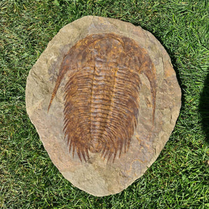 Echter Trilobit Fossil auf Matrix – Naturfund aus Marokko - handpräpariert - 50x43cm - Nr. 3
