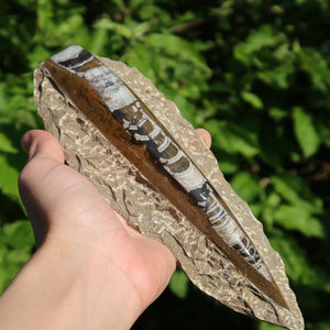Orthoceras Fossil – 18x8cm geschliffene Platte aus Marokko - Nr. 3