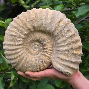 Ammonit - Echtes versteinertes Fossil - 100 Millionen Jahre alt - 13x10x6 cm - NR. 40