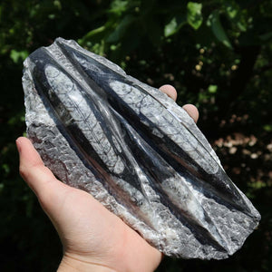 Orthoceras Fossil – 20x10cm geschliffene Platte aus Marokko - Nr. 40