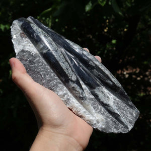 Orthoceras Fossil – 20x10cm geschliffene Platte aus Marokko - Nr. 40