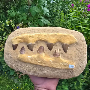Mosasaurus Kiefer Prognathodon mit originalen Zähnen (Präpariert) – Fossil aus Marokko - 26x17cm - Nr. 40