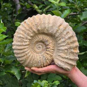 Ammonit - Echtes versteinertes Fossil - 100 Millionen Jahre alt - 13x10x6 cm - NR. 40