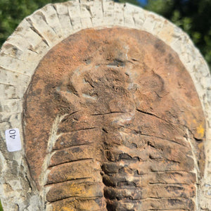 Echter Trilobit Fossil auf Matrix – Naturfund aus Marokko - handpräpariert - 22x17cm - Nr. 40