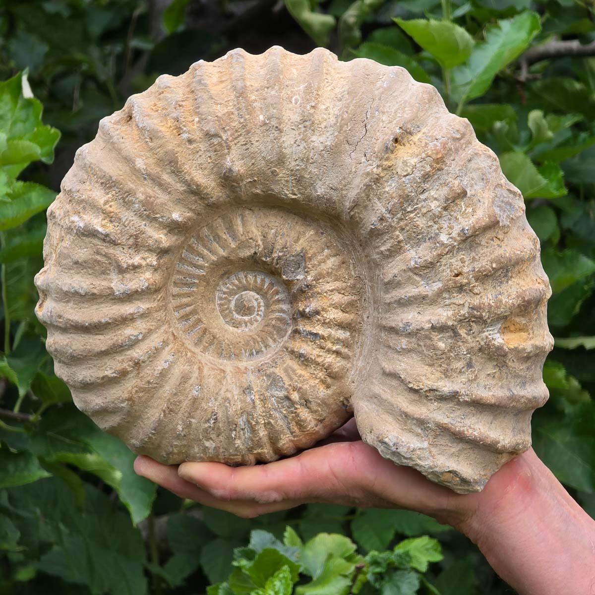 Ammonit - Echtes versteinertes Fossil - 100 Millionen Jahre alt - 13x10x6 cm - NR. 40