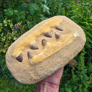Mosasaurus Kiefer Prognathodon mit originalen Zähnen (Präpariert) – Fossil aus Marokko - 26x17cm - Nr. 40