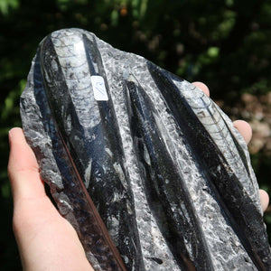 Orthoceras Fossil – 19x10cm geschliffene Platte aus Marokko - Nr. 41