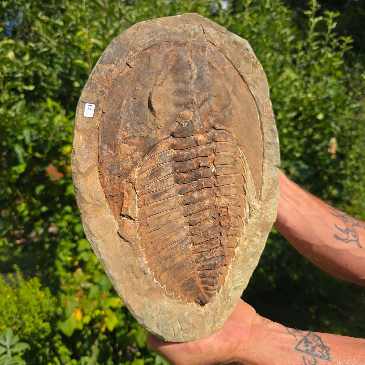 Echter Trilobit Fossil auf Matrix – Naturfund aus Marokko - handpräpariert - 31x21cm - Nr. 41