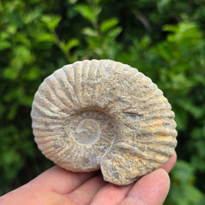 Ammonit - Echtes versteinertes Fossil - 100 Millionen Jahre alt - 8x7x6 cm - NR. 41