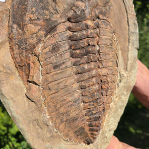 Echter Trilobit Fossil auf Matrix – Naturfund aus Marokko - handpräpariert - 31x21cm - Nr. 41