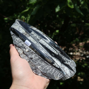 Orthoceras Fossil – 17x9cm geschliffene Platte aus Marokko - Nr. 42