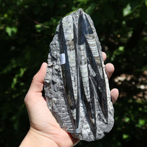 Orthoceras Fossil – 17x9cm geschliffene Platte aus Marokko - Nr. 42