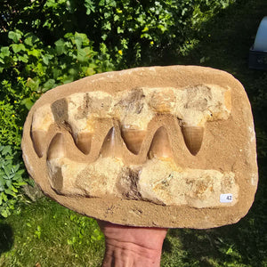Mosasaurus Kiefer Prognathodon mit originalen Zähnen (Präpariert) – Fossil aus Marokko - 28x19cm - Nr. 42