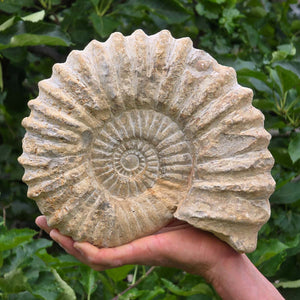 Ammonit - Echtes versteinertes Fossil - 100 Millionen Jahre alt - 24x20x8 cm - NR. 42