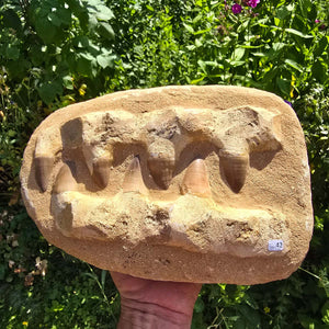 Mosasaurus Kiefer Prognathodon mit originalen Zähnen (Präpariert) – Fossil aus Marokko - 28x19cm - Nr. 42