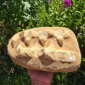 Mosasaurus Kiefer Prognathodon mit originalen Zähnen (Präpariert) – Fossil aus Marokko - 28x19cm - Nr. 42