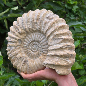 Ammonit - Echtes versteinertes Fossil - 100 Millionen Jahre alt - 24x20x8 cm - NR. 42