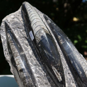 Orthoceras Fossil – 18x12cm geschliffene Platte aus Marokko - Nr. 43