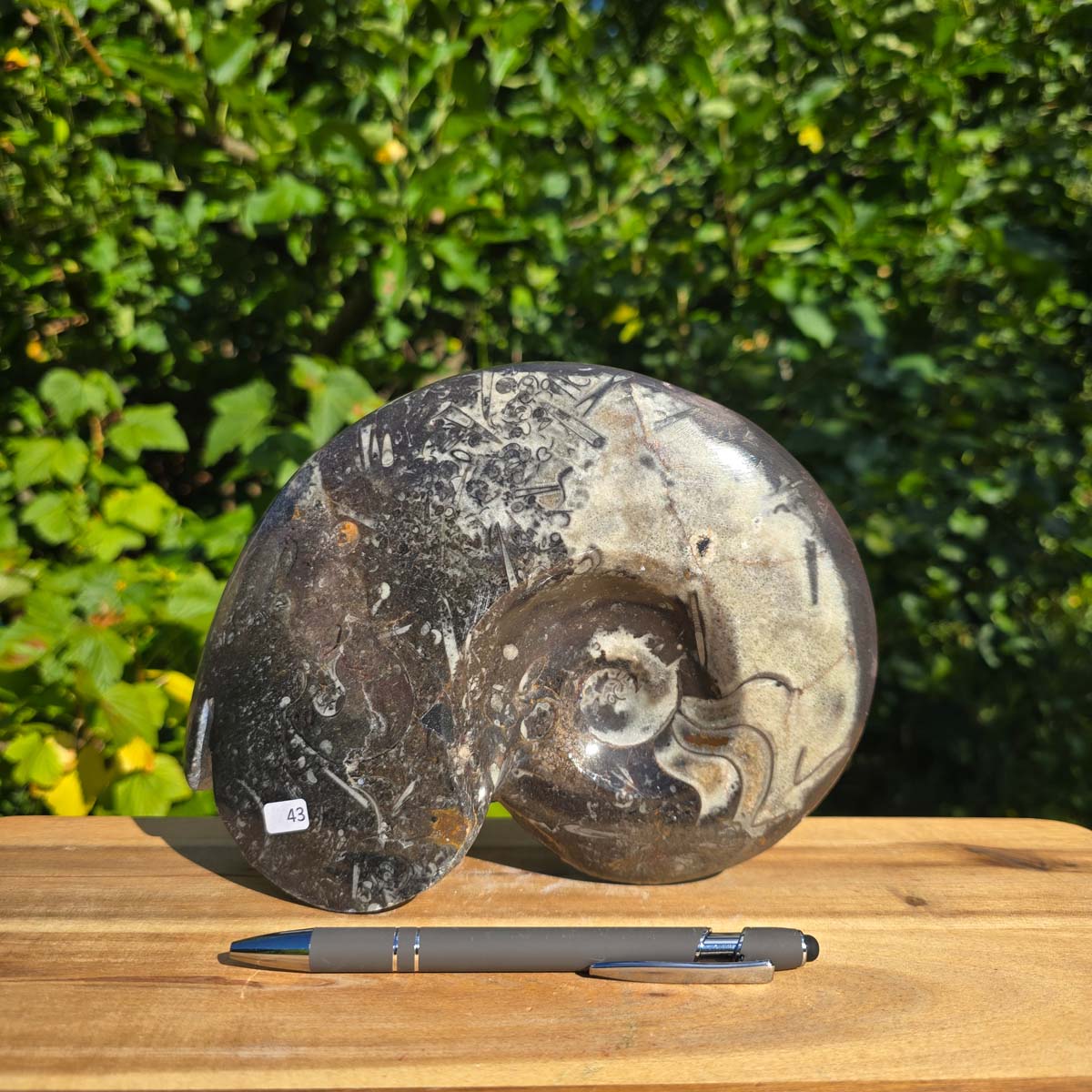 Ammonit - Echtes versteinertes Fossil - 100 Millionen Jahre alt - 21x17 cm - NR. 71