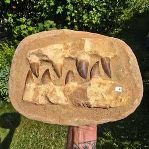 Mosasaurus Kiefer Prognathodon mit originalen Zähnen (Präpariert) – Fossil aus Marokko - 28x21cm - Nr. 43
