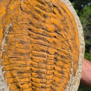 Echter Trilobit Fossil auf Matrix – Naturfund aus Marokko - handpräpariert - 28x28cm - Nr. 43