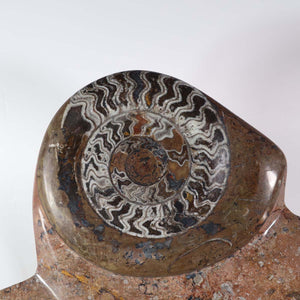 Skulptur aus Orthoceras & Ammoniten-Fossilien – 60x42cm 13kg - aus der Urzeit Nr.43 Detailansicht eines Ammoniten-Fossils.