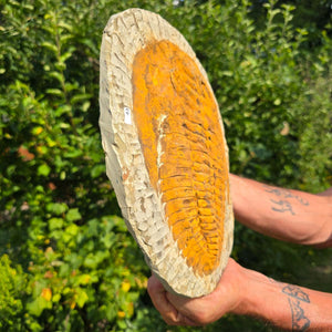 Echter Trilobit Fossil auf Matrix – Naturfund aus Marokko - handpräpariert - 28x28cm - Nr. 43