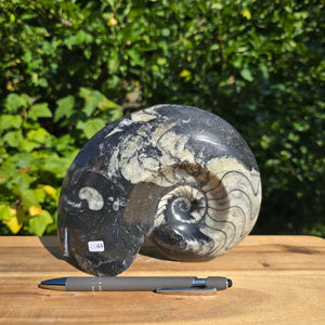 Ammonit - Echtes versteinertes Fossil - 100 Millionen Jahre alt - 19x15 cm - NR. 72