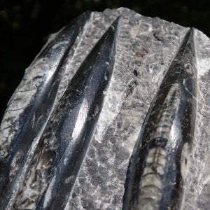 Orthoceras Fossil – 20x12cm geschliffene Platte aus Marokko - Nr. 44