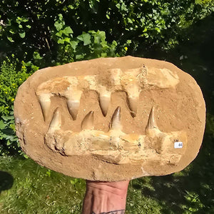 Mosasaurus Kiefer Prognathodon mit originalen Zähnen (Präpariert) – Fossil aus Marokko - 29x20cm - Nr. 44