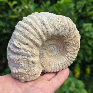 Ammonit - Echtes versteinertes Fossil - 100 Millionen Jahre alt - 12x10x7 cm - NR. 44