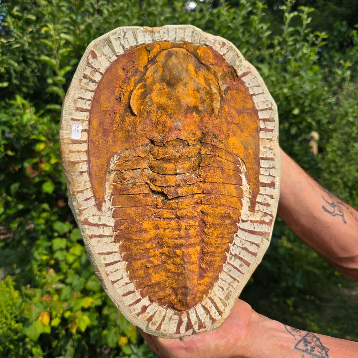 Echter Trilobit Fossil auf Matrix – Naturfund aus Marokko - handpräpariert - 31x22cm - Nr. 44