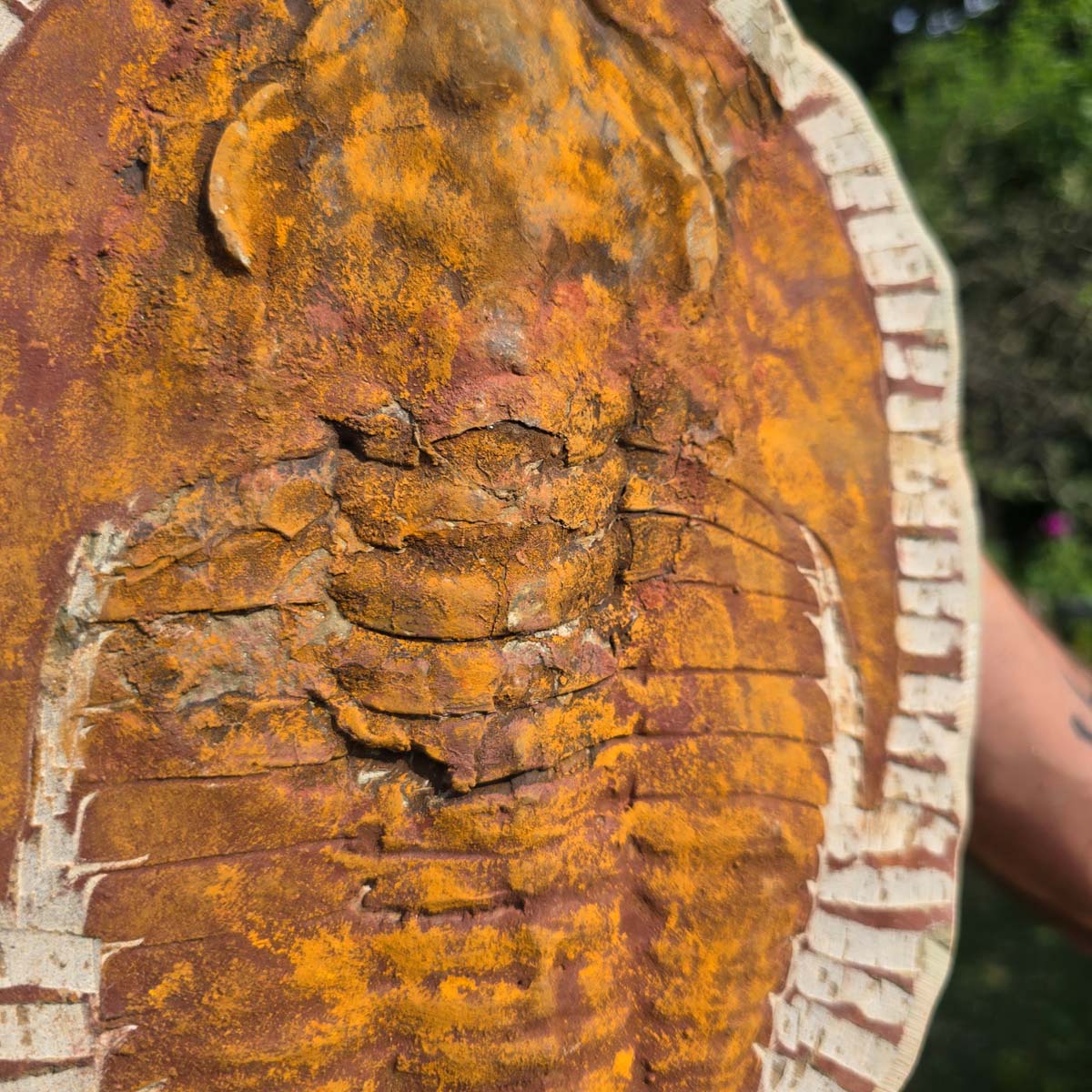 Echter Trilobit Fossil auf Matrix – Naturfund aus Marokko - handpräpariert - 31x22cm - Nr. 44