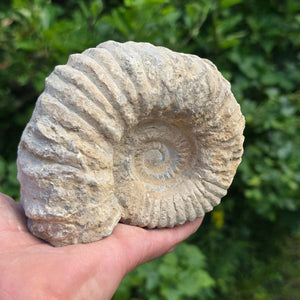 Ammonit - Echtes versteinertes Fossil - 100 Millionen Jahre alt - 12x10x7 cm - NR. 44